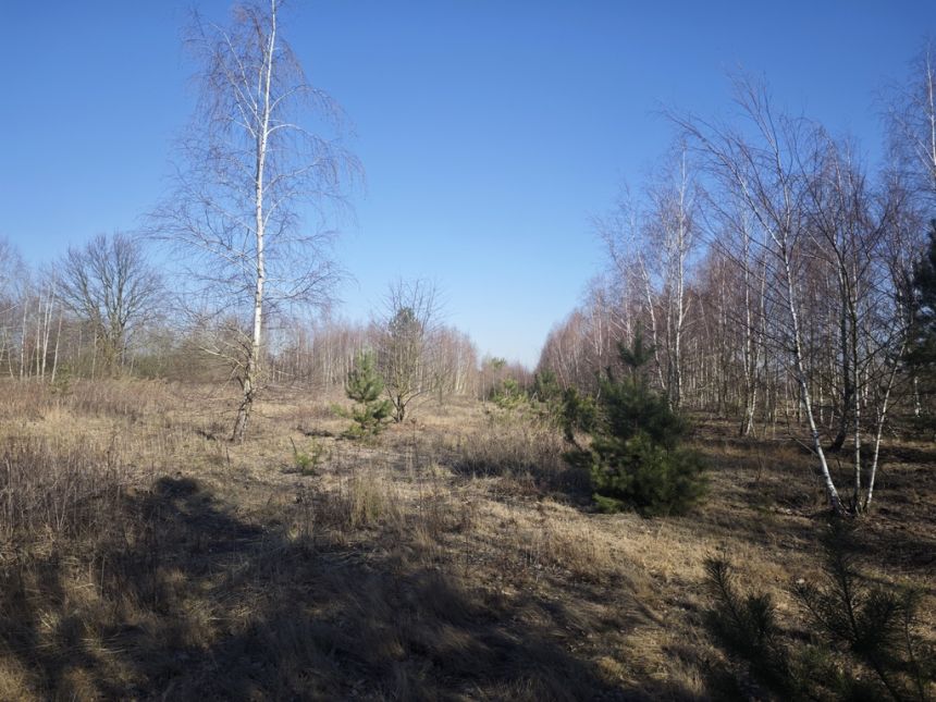 Borzęcin Mały, 430 000 zł, 10 ar, droga dojazdowa gruntowa miniaturka 9