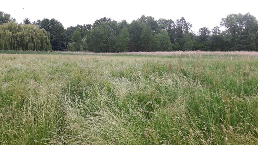 Cielętniki, 112 000 zł, 56 ar, droga dojazdowa polna miniaturka 4