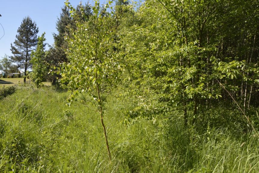 Dziekanowice, 245 000 zł, 25 ar, droga dojazdowa asfaltowa miniaturka 13