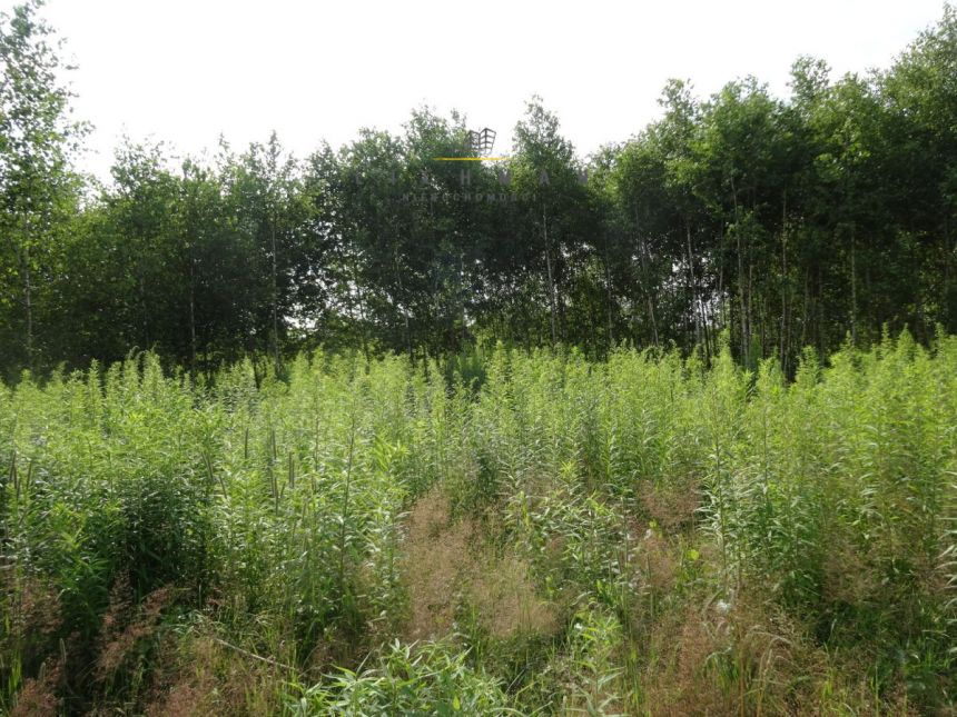 Łódź Widzew, 1 500 000 zł, 2.3 ha, droga dojazdowa utwardzona miniaturka 6