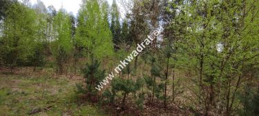 Piękna działka otoczona lasem, Czarny las 2497m2