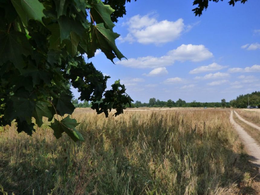 DZIAŁKA 8000 m2 DANISZEWICE - zdjęcie 1