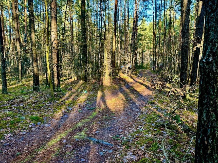 Działka leśna nad Pilicą-Ostrów gm. Aleksandrów miniaturka 17