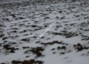 Działka 6450 m2 z domem i halą. miniaturka 6