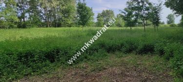 Piękna z Bukową Aleją wydane WZ 4 km od Sochaczewa