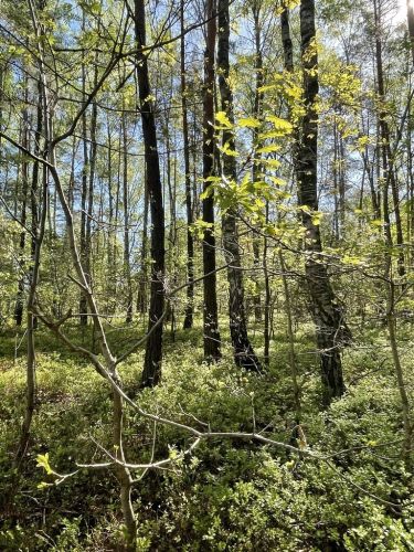 Działki na sprzedaż – Ciemne k. Radzymina
