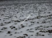 Działka 6450 m2 z domem i halą. miniaturka 7