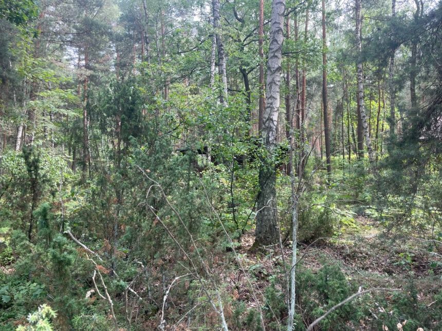 Działka budowlana w lesie 30 min. od Warszawy miniaturka 6