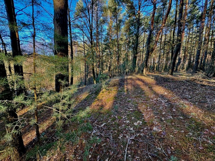 Działka leśna nad Pilicą-Ostrów gm. Aleksandrów miniaturka 11