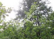 Duży potencjał, niska cena miniaturka 8