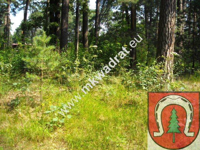 Działka leśna z prawem zabudowy - zdjęcie 1