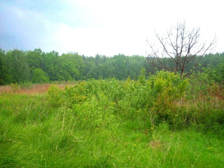 Nowy Prażmów, 125 000 zł, 15 ar, przyłącze prądu miniaturka 4