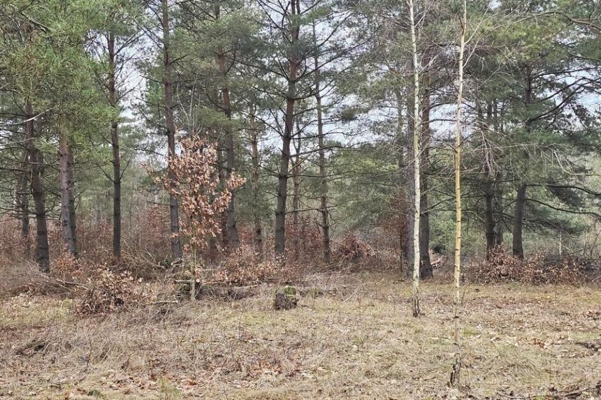 Działka pod zabudowę letniskową - Ruś gm. Morąg miniaturka 7