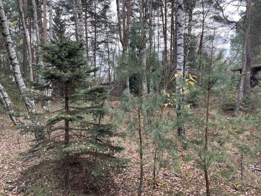 Działka letniskowa z domkiem w lesie 4 km Radzymin miniaturka 6