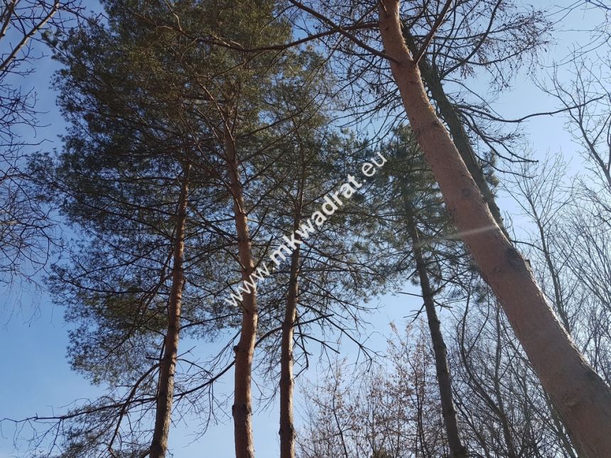 KLIMATYCZNY DOM W CENTRUM BRWINOWA - zdjęcie 1