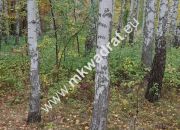 Budowlana z pięknymi drzewami | Media | Mpzp | LUX miniaturka 3