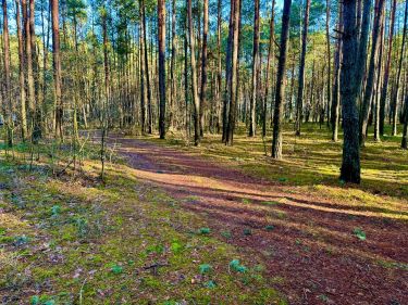 Działka leśna nad Pilicą-Ostrów gm. Aleksandrów