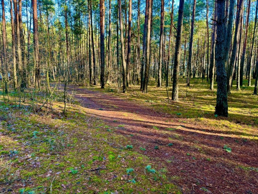 Działka leśna nad Pilicą-Ostrów gm. Aleksandrów - zdjęcie 1