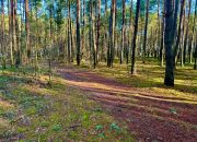 Działka leśna nad Pilicą-Ostrów gm. Aleksandrów miniaturka 1