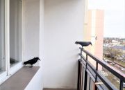 Mieszkanie 3-pokojowe z balkonem| Grunwald miniaturka 12