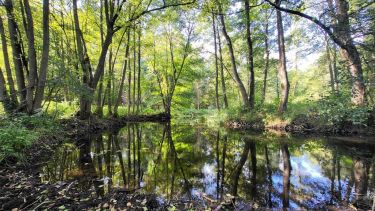 Działka z linią brzegową rzeki, lasem i stawem.