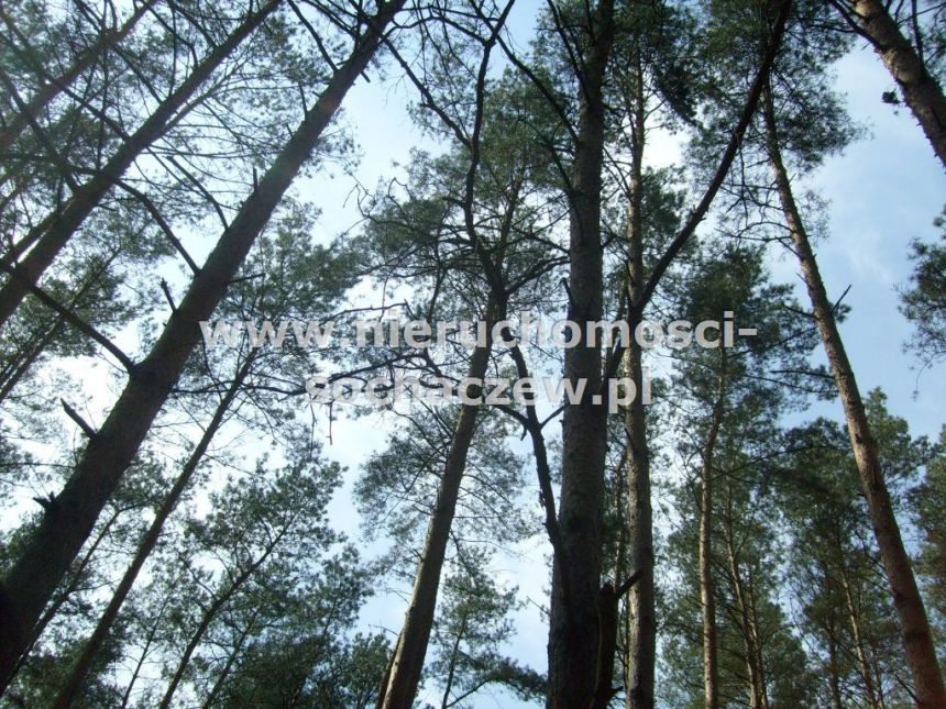 Las w Puszczy Bolimowskiej na sprzedaż miniaturka 9