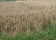 Siostrzytów, 108 000 zł, 10 ar, budowlana miniaturka 3