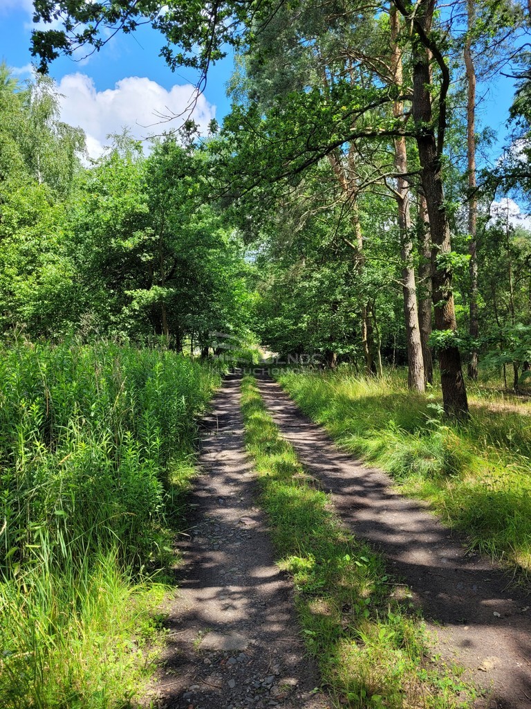 Działka 2000 m2 Kuźniczysko miniaturka 5