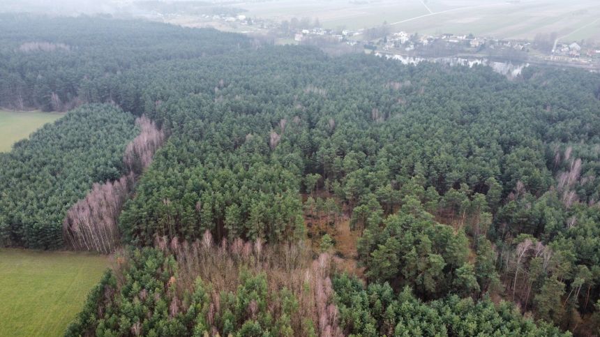 Piękny las, Gorzakiem (gm. Gnojno) miniaturka 6