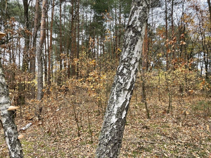 Działka letniskowa z domkiem w lesie 4 km Radzymin miniaturka 5