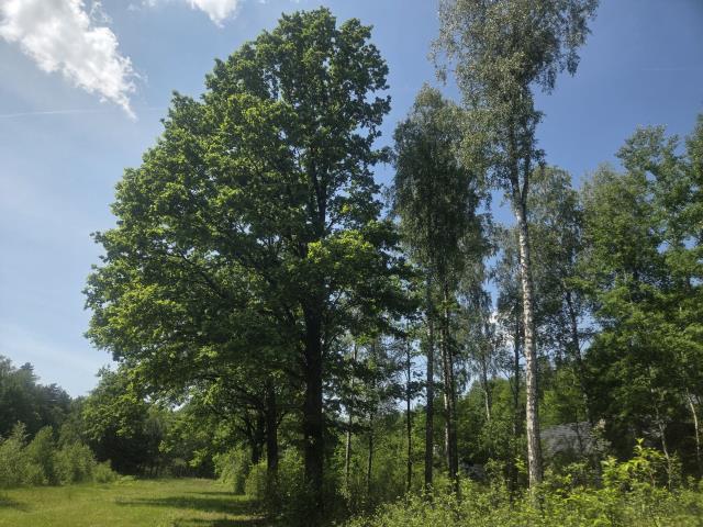 za Sarnią, 3 do wyboru, warunki zabudowy miniaturka 11
