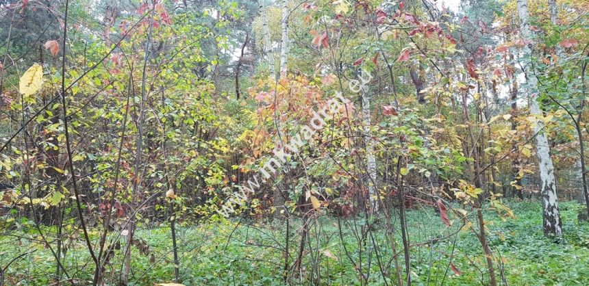 DZIAŁKA  leśna z prawem zabudowy droga gminna miniaturka 5