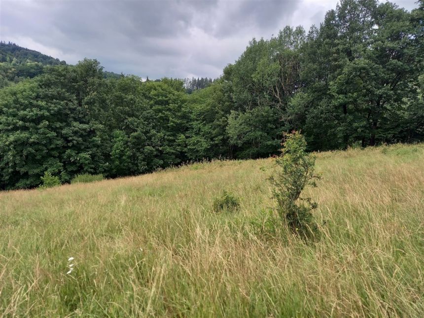 Widokowa działka otoczona lasem - brak sąsiedztwa miniaturka 9