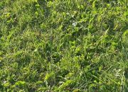 Chłopy, 51 000 zł, 3 ar, przyłącze wodociągu miniaturka 1