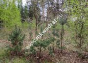 Piękna działka przy lesie, Czarny las 2769m2 miniaturka 4